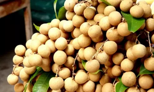 longan fruit