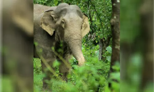 10 വർഷത്തിനിടെ ആനക്കലിയിൽ പൊലിഞ്ഞത് 15 ജീവനുകൾ 10 വർഷത്തിനിടെ ആനക്കലിയിൽ പൊലിഞ്ഞത് 15 ജീവനുകൾ