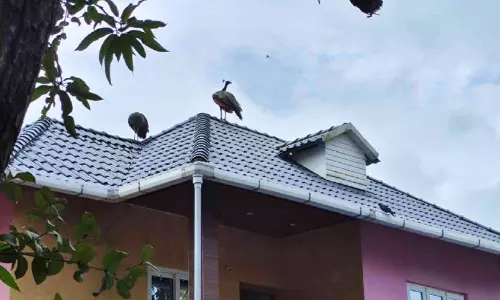 വനമേഖലയിലെ മനുഷ്യ ഇടപെടൽ; ജനവാസമേഖലയിലേക്ക് മയിലിറക്കം