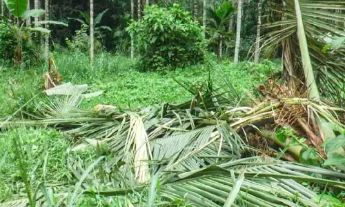 കാപ്പ് പറമ്പിൽ കാട്ടാനക്കൂട്ടം കൃഷി നശിപ്പിച്ചു