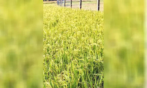 നൂറുമേനി വിളഞ്ഞ് വാഴാലിക്കാവിലെ നെൽക്കതിരുകൾ