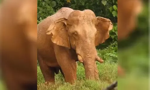 കാട്ടാനപ്പേടിയിൽ കർഷകർ; പകൽ പോലും പുറത്തിറങ്ങാനാവാത്ത അവസ്ഥ കാട്ടാനപ്പേടിയിൽ കർഷകർ; പകൽ പോലും പുറത്തിറങ്ങാനാവാത്ത അവസ്ഥ