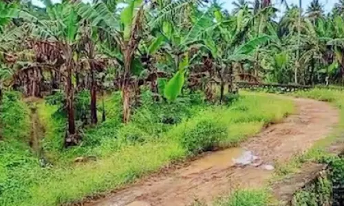 പാടങ്ങൾ പലതും തരിശ് കിടക്കുന്നു; ഓണത്തിന് പച്ചക്കറി വില പൊള്ളും പാടങ്ങൾ പലതും തരിശ് കിടക്കുന്നു; ഓണത്തിന് പച്ചക്കറി വില പൊള്ളും