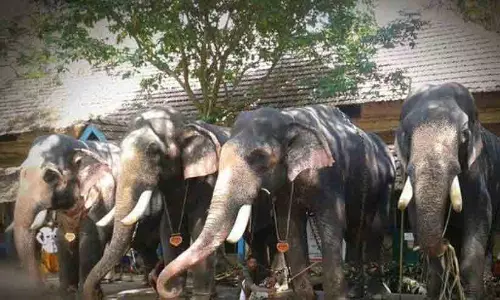ഗുരുവായൂരിലെ ആനകളുടെ ക്ഷേമം ഉറപ്പാക്കണം -ഹൈകോടതി