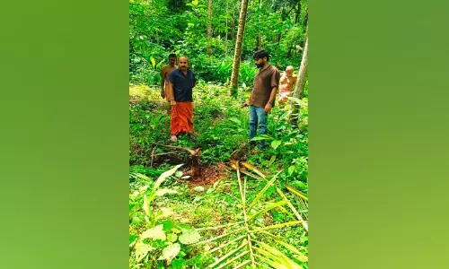 ചു​ള്ളി​യാ​ട് മു​ക്കിൽ കാ​ട്ടു​പ​ന്നി; ശ​ല്യം രൂ​ക്ഷം, വ്യാ​പ​ക കൃ​ഷി​നാ​ശം