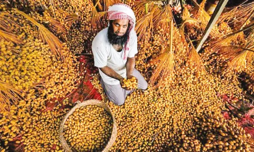 കാർഷിക പാരമ്പര്യത്തെ അടയാളപ്പെടുത്തുന്ന ഈത്തപ്പഴ വിളവെടുപ്പുത്സവങ്ങൾ കാർഷിക പാരമ്പര്യത്തെ അടയാളപ്പെടുത്തുന്ന ഈത്തപ്പഴ വിളവെടുപ്പുത്സവങ്ങൾ