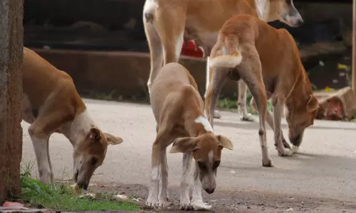പന്തളത്ത് തെരുവ് നായ് ശല്യം രൂക്ഷം; നിരവധി പേർക്ക്​ കടിയേറ്റു
