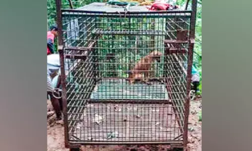 പുലിഭീതി: നിരവിൽ കൂടൊരുക്കി വനംവകുപ്പ്