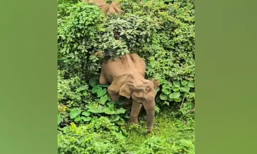 ഷോ​ള​യാ​റി​ൽ ദ​യ​നീ​യ കാ​ഴ്ച​യാ​യി തു​മ്പി​ക്കൈ​ക്ക് മു​റി​വേ​റ്റ കാ​ട്ടാ​ന