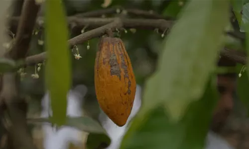 ഒടുവിൽ ആ പരീക്ഷണവും വിജയിച്ചു; ഒമാനിൽ കൊക്കോയും വിളയും