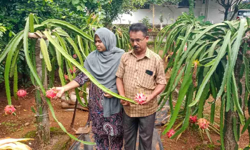 അനസിന്റെ വീടിന് അകവും പുറവും പുഷ്പ- ഫല സമൃദ്ധി