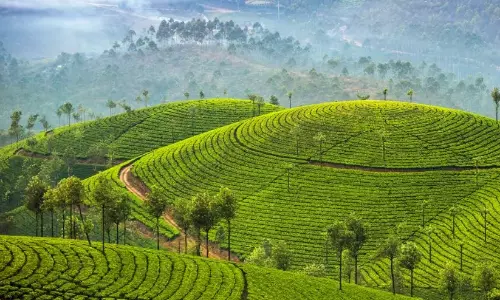 ഓറഞ്ച് അലര്ട്ട്: മൂന്നാറില് ഗതാഗത നിയന്ത്രണം ഓറഞ്ച് അലര്ട്ട്: മൂന്നാറില് ഗതാഗത നിയന്ത്രണം