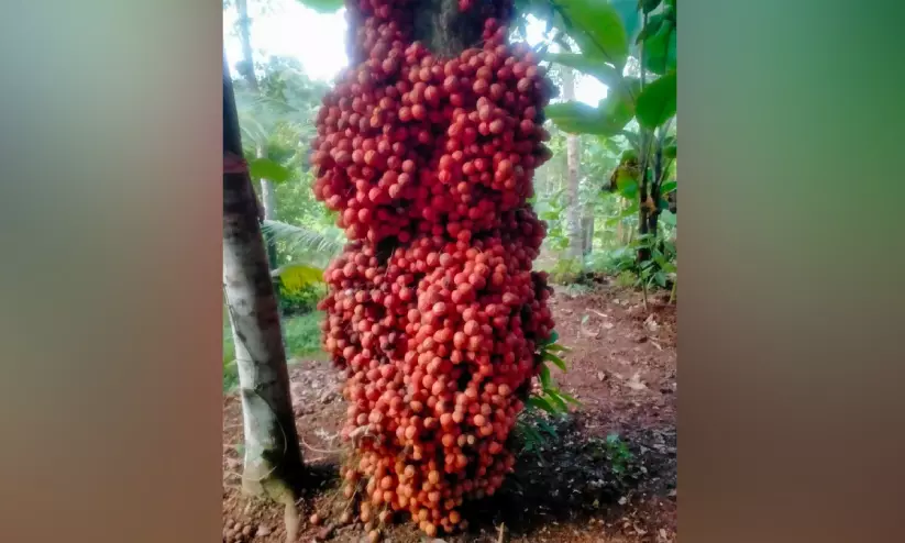 വേരു മുതൽ ശിഖരം വരെ മരത്തിൽ ചുമന്നു കുലച്ചുനിൽക്കും; കൗതുക കാഴ്ചയേകി മൂട്ടിൽപഴം വേരു മുതൽ ശിഖരം വരെ മരത്തിൽ ചുമന്നു കുലച്ചുനിൽക്കും; കൗതുക കാഴ്ചയേകി മൂട്ടിൽപഴം