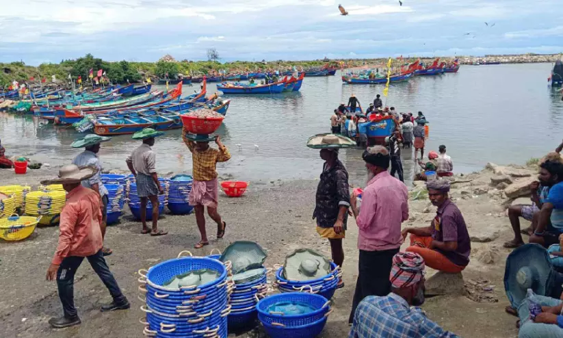 ട്രോളിങ് നിരോധനം തീരുന്നു, പ്രത്യാശയോടെ പീലിങ് ഷെഡുകൾ ട്രോളിങ് നിരോധനം തീരുന്നു, പ്രത്യാശയോടെ പീലിങ് ഷെഡുകൾ