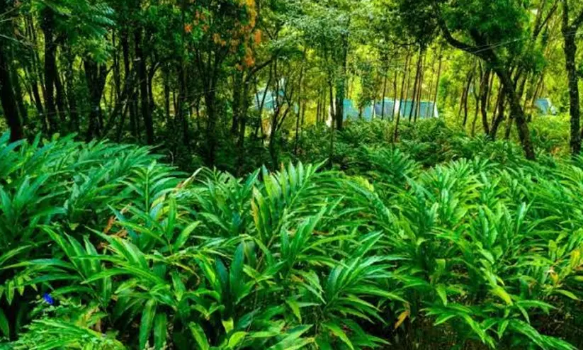 നിലയില്ലാതെ കർഷകർ; വില കുതിച്ചുയർന്നതിന് പിന്നാലെ ഇടുക്കിയിൽ ഏലം മോഷണം വ്യാപകം നിലയില്ലാതെ കർഷകർ; വില കുതിച്ചുയർന്നതിന് പിന്നാലെ ഇടുക്കിയിൽ ഏലം മോഷണം വ്യാപകം