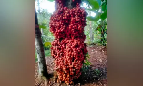 വേ​രു മു​ത​ൽ ശി​ഖ​രം വ​രെ മരത്തിൽ ചു​മ​ന്നു​ കു​ല​ച്ചു​നി​ൽ​ക്കും; കൗതുക കാഴ്ചയേകി മൂട്ടിൽപഴം