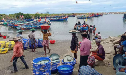 ട്രോ​ളി​ങ് നി​രോ​ധ​നം തീരുന്നു, പ്ര​ത്യാ​ശ​യോ​ടെ പീ​ലി​ങ് ഷെ​ഡുക​ൾ