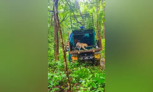 വെട്ടിക്കുഴിയിൽ പിടികൂടിയ പുലിയെ പറമ്പിക്കുളത്ത് തുറന്നു വിട്ടു വെട്ടിക്കുഴിയിൽ പിടികൂടിയ പുലിയെ പറമ്പിക്കുളത്ത് തുറന്നു വിട്ടു