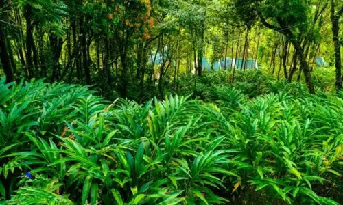 നിലയില്ലാതെ കർഷകർ; വില കുതിച്ചുയർന്നതിന് പിന്നാലെ ഇടുക്കിയിൽ ഏലം മോഷണം വ്യാപകം നിലയില്ലാതെ കർഷകർ; വില കുതിച്ചുയർന്നതിന് പിന്നാലെ ഇടുക്കിയിൽ ഏലം മോഷണം വ്യാപകം