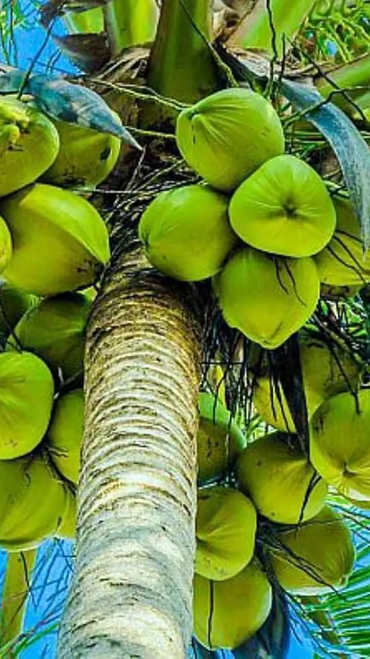 മൂന്ന് ഇനം തെങ്ങുകൾ പരിചയപ്പെടാം