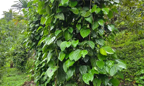മഴക്കുറവ്; കുരുമുളക് കർഷകരുടെ പ്രതീക്ഷക്ക് തിരിച്ചടി