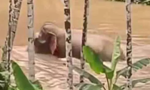 ഭീതിയുടെ മണിക്കൂറുകൾ കാട് കയറി കൊമ്പൻ