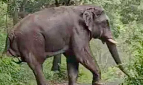 തിരുവിഴാംകുന്ന് ഫാമിൽ തമ്പടിച്ച കാട്ടാനകളെ കാട് കയറ്റി