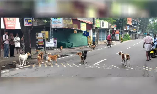 മണ്ണഞ്ചേരിയിൽ തെരുവുനായ് ശല്യം രൂക്ഷം; ഭീതിയിൽ നാട്ടുകാർ