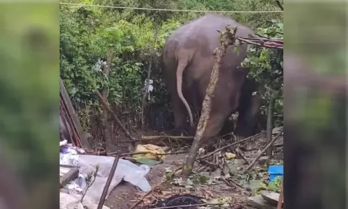 പരാക്രമം തുടർന്ന് പടയപ്പ; ഭീതിയിൽ ജനം പരാക്രമം തുടർന്ന് പടയപ്പ; ഭീതിയിൽ ജനം