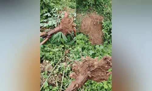 തൃ​ക്കൊ​ടി​ത്താ​ന​ത്ത് കാ​ട്ടു​പ​ന്നി ആ​ക്ര​മ​ണം രൂ​ക്ഷം; കൃ​ഷി ന​ശി​പ്പി​ച്ചു