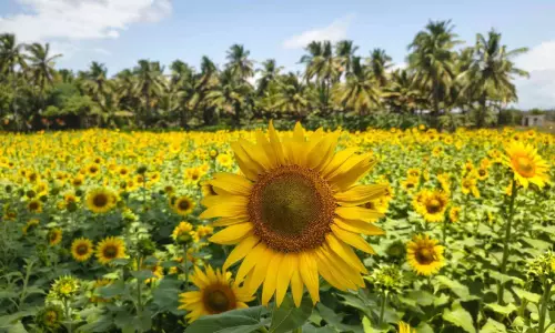 സൂര്യകാന്തിയാൽ സുന്ദരിയായി സുന്ദരപാണ്ഡ്യപുരം