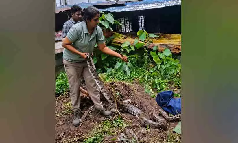 ‘പെരുമ്പാമ്പ് എന്ന് പറഞ്ഞാൽ പോര.. ഇത് ഒന്നൊന്നര പെരുമ്പാമ്പ് തന്നെ’ ‘പെരുമ്പാമ്പ് എന്ന് പറഞ്ഞാൽ പോര.. ഇത് ഒന്നൊന്നര പെരുമ്പാമ്പ് തന്നെ’