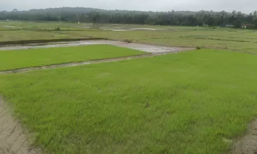 പ്രതിസന്ധിയുണ്ടെങ്കിലും ചേകാടിയിൽ നെൽകൃഷി സജീവം പ്രതിസന്ധിയുണ്ടെങ്കിലും ചേകാടിയിൽ നെൽകൃഷി സജീവം