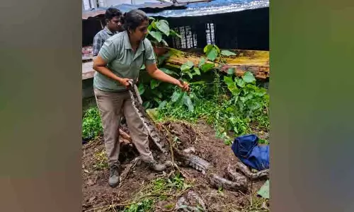 ‘പെരുമ്പാമ്പ് എന്ന് പറഞ്ഞാൽ പോര.. ഇത് ഒന്നൊന്നര പെരുമ്പാമ്പ് തന്നെ’ ‘പെരുമ്പാമ്പ് എന്ന് പറഞ്ഞാൽ പോര.. ഇത് ഒന്നൊന്നര പെരുമ്പാമ്പ് തന്നെ’