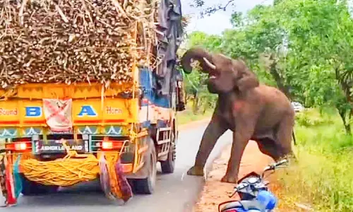 റോഡിൽ ‘കരിമ്പ് ചുങ്കം’ പിരിച്ച് കാട്ടാന റോഡിൽ ‘കരിമ്പ് ചുങ്കം’ പിരിച്ച് കാട്ടാന