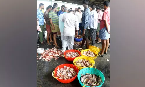 കിളിമീൻ രുചിയിൽ കൊല്ലം തീരം