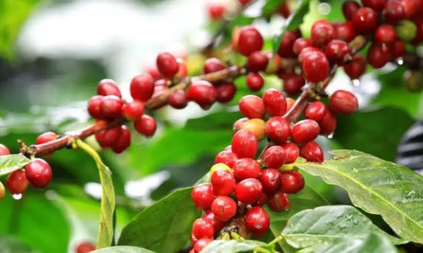 കാലാവസ്ഥാ വ്യതിയാനം; കാപ്പി ഉൽപാദനം കുറയാൻ സാധ്യത കാലാവസ്ഥാ വ്യതിയാനം; കാപ്പി ഉൽപാദനം കുറയാൻ സാധ്യത