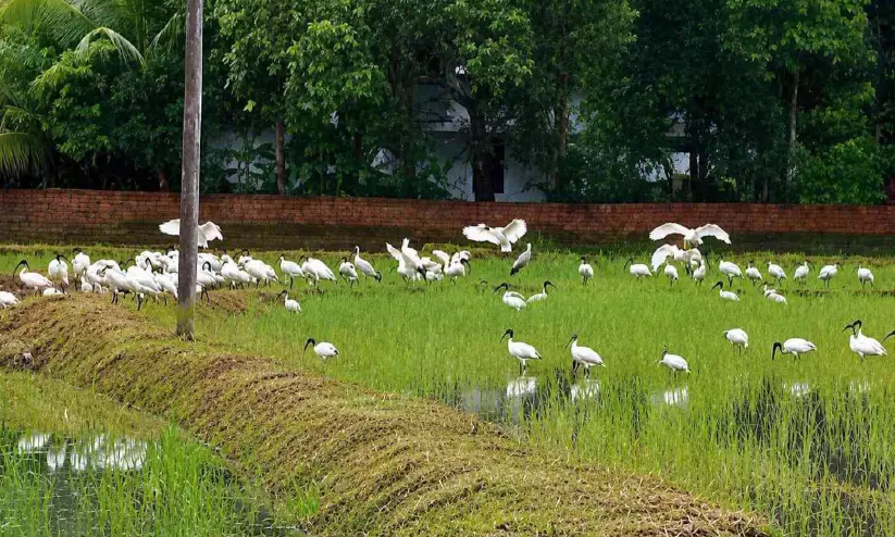 കണ്ണിനഴകായി കഷണ്ടി കൊക്കുകൾ കണ്ണിനഴകായി കഷണ്ടി കൊക്കുകൾ