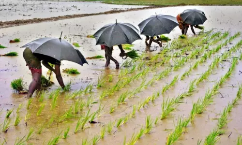 മഴക്കാലമാണ്, കൃഷിയെ സംരക്ഷിക്കാം; വി​ള​ക​ൾ​ക്ക് ക​രു​ത​ൽ വേ​ണ​മെ​ന്ന് കാ​ർ​ഷി​ക സ​ർ​വ​ക​ലാ​ശാ​ല