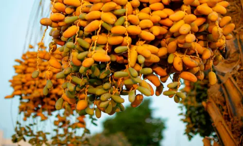 ഈത്തപ്പഴ സകാത്ത്: മാനദണ്ഡങ്ങളും അളവും വ്യക്തമാക്കി ഫത്വ കൗണ്സില് ഈത്തപ്പഴ സകാത്ത്: മാനദണ്ഡങ്ങളും അളവും വ്യക്തമാക്കി ഫത്വ കൗണ്സില്