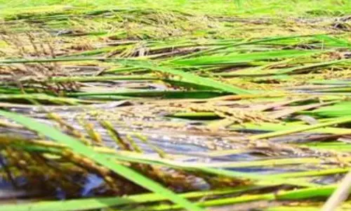 പ്രകൃതി ക്ഷോഭവും അതിതീവ്ര മഴയും; 67.44 കോടിയുടെ കൃഷി നാശം