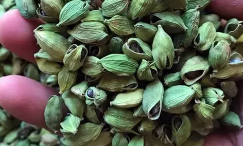 വില കുതിക്കുന്നു; ഹൈറേഞ്ചില് ഏലക്ക മോഷണം വ്യാപകം വില കുതിക്കുന്നു; ഹൈറേഞ്ചില് ഏലക്ക മോഷണം വ്യാപകം