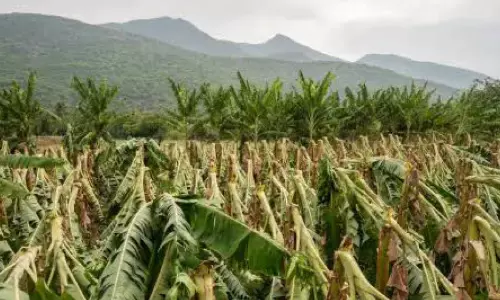 ജി​ല്ല​യി​ൽ 3180 ക​ർ​ഷ​ക​ർ​ക്ക് കൃ​ഷി​നാ​ശം; 2.78 കോ​ടിയു​ടെ ന​ഷ്ടം