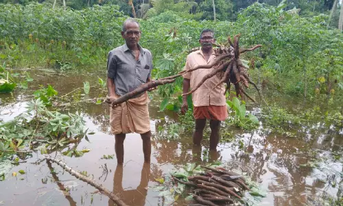 മറവൻതുരുത്തിൽ കൃഷിനാശം വ്യാപകം