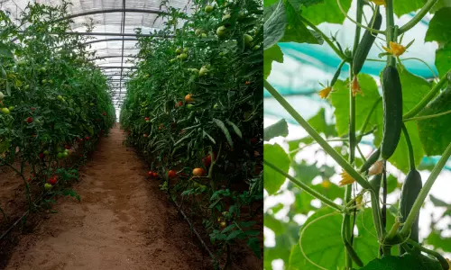 Views of greenhouse farming in Najran Views of greenhouse farming in Najran