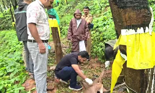 കേരള എസ്റ്റേറ്റിൽ പന്നിയുടെ ജഡം കേരള എസ്റ്റേറ്റിൽ പന്നിയുടെ ജഡം