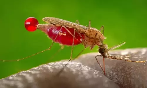 കാഞ്ചിയാറിൽ മലേറിയ പടരുന്നു; 14 പേർക്ക് രോഗബാധ, രണ്ടു മരണം