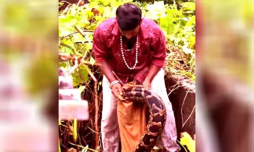 കിളിമാനൂരില്‍നിന്ന് കൂറ്റന്‍ പെരുമ്പാമ്പിനെ പിടികൂടി
