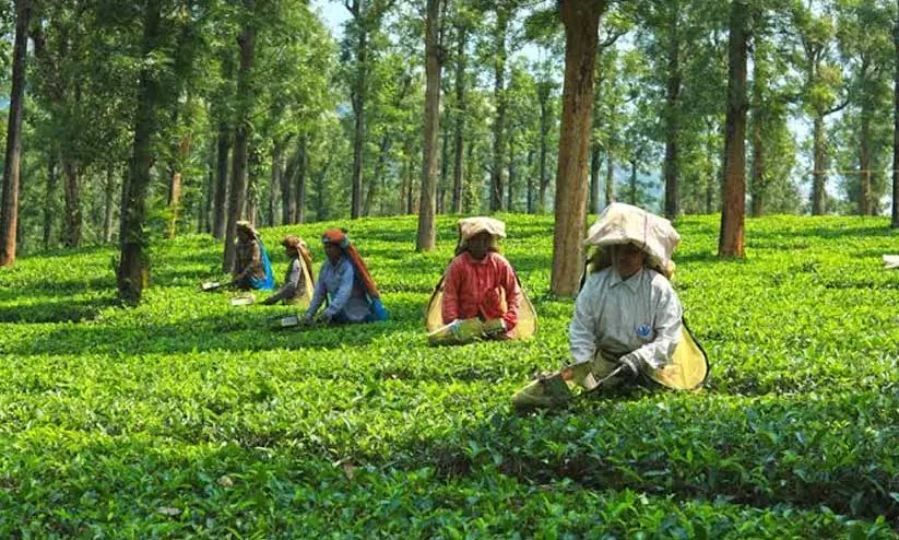tea powder tea powder