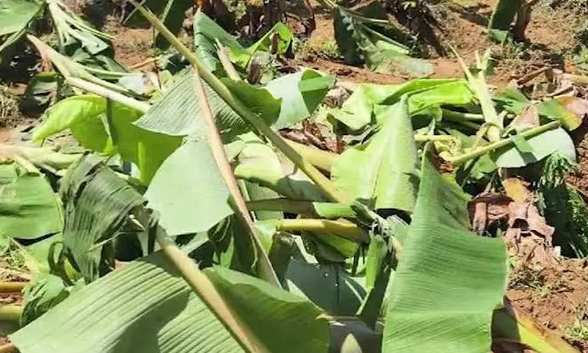 മഴക്കെടുതി: കേരളത്തിൽ 127.61 കോടിയുടെ കൃഷിനാശം മഴക്കെടുതി: കേരളത്തിൽ 127.61 കോടിയുടെ കൃഷിനാശം
